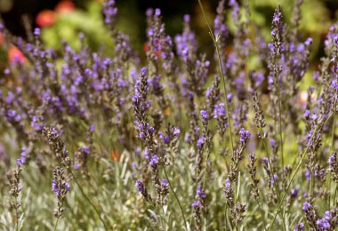 Arı, kelebek lavanta çiçeği döllüyor. Lavanta çiçeklerinin bulanık yaz arkaplanı. Güzel duvar kağıdı. Yumuşak odaklanma. Lavanta tarlası. Çiçekler yakın plan, Provence. Renkli turist manzarası