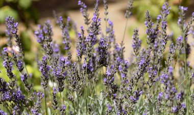 Arı, kelebek lavanta çiçeği döllüyor. Lavanta çiçeklerinin bulanık yaz arkaplanı. Güzel duvar kağıdı. Yumuşak odaklanma. Lavanta tarlası. Çiçekler yakın plan, Provence. Renkli turist manzarası