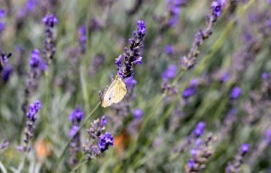 Arı, kelebek lavanta çiçeği döllüyor. Lavanta çiçeklerinin bulanık yaz arkaplanı. Güzel duvar kağıdı. Yumuşak odaklanma. Lavanta tarlası. Çiçekler yakın plan, Provence. Renkli turist manzarası