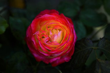 Kırmızı Gül Çiçeği Romantik Çiçek Zarif Güzellik Sembolü Sevgi Taç Yaprakları Çiçek Tasarımı Çiçek Tasarımı Doğası Tutkulu Düğün Kutlaması Dekoratif Sanat İlhamı