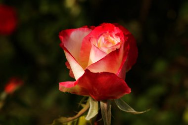 Kırmızı Gül Çiçeği Romantik Çiçek Zarif Güzellik Sembolü Sevgi Taç Yaprakları Çiçek Tasarımı Çiçek Tasarımı Doğası Tutkulu Düğün Kutlaması Dekoratif Sanat İlhamı