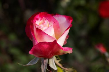 Kırmızı Gül Çiçeği Romantik Çiçek Zarif Güzellik Sembolü Sevgi Taç Yaprakları Çiçek Tasarımı Çiçek Tasarımı Doğası Tutkulu Düğün Kutlaması Dekoratif Sanat İlhamı