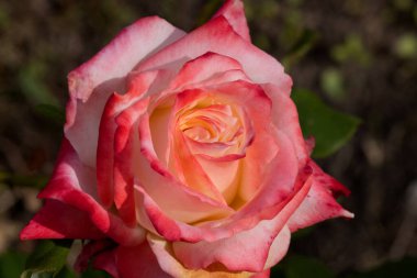 Kırmızı Gül Çiçeği Romantik Çiçek Zarif Güzellik Sembolü Sevgi Taç Yaprakları Çiçek Tasarımı Çiçek Tasarımı Doğası Tutkulu Düğün Kutlaması Dekoratif Sanat İlhamı