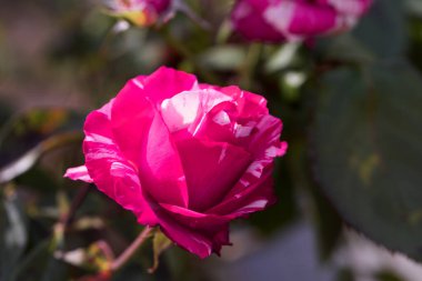 Kırmızı Gül Çiçeği Romantik Çiçek Zarif Güzellik Sembolü Sevgi Taç Yaprakları Çiçek Tasarımı Çiçek Tasarımı Doğası Tutkulu Düğün Kutlaması Dekoratif Sanat İlhamı