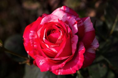 Kırmızı Gül Çiçeği Romantik Çiçek Zarif Güzellik Sembolü Sevgi Taç Yaprakları Çiçek Tasarımı Çiçek Tasarımı Doğası Tutkulu Düğün Kutlaması Dekoratif Sanat İlhamı