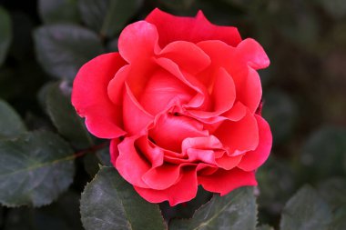 Gül çiçekleri çiçek açar kırmızı güller doğaya yakın çiçekler romantizm bahçeleri sevmek makro taze zarafet doğal botanik çiçekleri narin koku sevgililer günü yazı