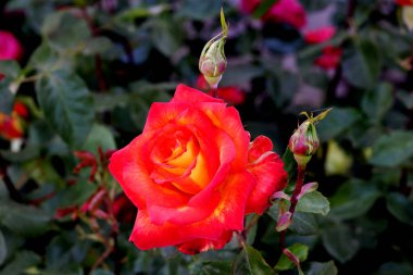 Gül çiçekleri çiçek açar kırmızı güller doğaya yakın çiçekler romantizm bahçeleri sevmek makro taze zarafet doğal botanik çiçekleri narin koku sevgililer günü yazı