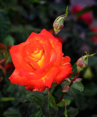 Gül çiçekleri çiçek açar kırmızı güller doğaya yakın çiçekler romantizm bahçeleri sevmek makro taze zarafet doğal botanik çiçekleri narin koku sevgililer günü yazı