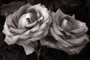 Gül çiçekleri çiçek açar kırmızı güller doğaya yakın çiçekler romantizm bahçeleri sevmek makro taze zarafet doğal botanik çiçekleri narin koku sevgililer günü yazı