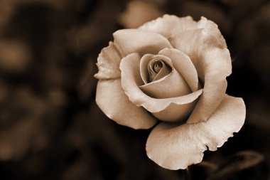 Gül çiçekleri çiçek açar kırmızı güller doğaya yakın çiçekler romantizm bahçeleri sevmek makro taze zarafet doğal botanik çiçekleri narin koku sevgililer günü yazı