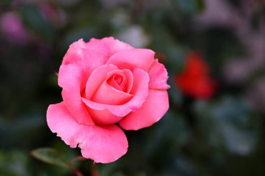 Gül çiçekleri çiçek açar kırmızı güller doğaya yakın çiçekler romantizm bahçeleri sevmek makro taze zarafet doğal botanik çiçekleri narin koku sevgililer günü yazı