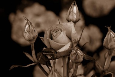 Gül çiçekleri çiçek açar kırmızı güller doğaya yakın çiçekler romantizm bahçeleri sevmek makro taze zarafet doğal botanik çiçekleri narin koku sevgililer günü yazı