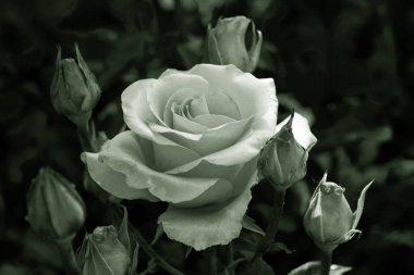 Gül çiçekleri çiçek açar kırmızı güller doğaya yakın çiçekler romantizm bahçeleri sevmek makro taze zarafet doğal botanik çiçekleri narin koku sevgililer günü yazı