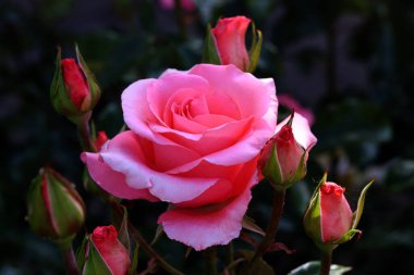 Gül çiçekleri çiçek açar kırmızı güller doğaya yakın çiçekler romantizm bahçeleri sevmek makro taze zarafet doğal botanik çiçekleri narin koku sevgililer günü yazı