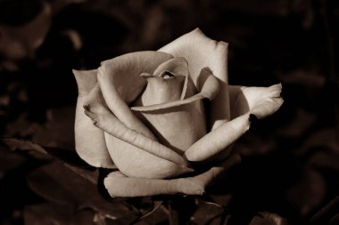 Gül çiçekleri çiçek açar kırmızı güller doğaya yakın çiçekler romantizm bahçeleri sevmek makro taze zarafet doğal botanik çiçekleri narin koku sevgililer günü yazı