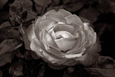 Gül çiçekleri çiçek açar kırmızı güller doğaya yakın çiçekler romantizm bahçeleri sevmek makro taze zarafet doğal botanik çiçekleri narin koku sevgililer günü yazı