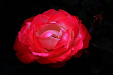 Gül çiçekleri çiçek açar kırmızı güller doğaya yakın çiçekler romantizm bahçeleri sevmek makro taze zarafet doğal botanik çiçekleri narin koku sevgililer günü yazı