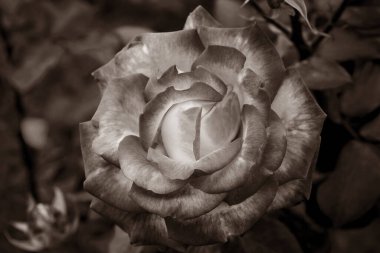 Gül çiçekleri çiçek açar kırmızı güller doğaya yakın çiçekler romantizm bahçeleri sevmek makro taze zarafet doğal botanik çiçekleri narin koku sevgililer günü yazı