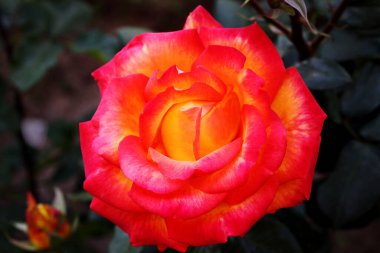 Gül çiçekleri çiçek açar kırmızı güller doğaya yakın çiçekler romantizm bahçeleri sevmek makro taze zarafet doğal botanik çiçekleri narin koku sevgililer günü yazı