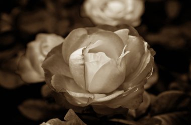 Gül çiçekleri çiçek açar kırmızı güller doğaya yakın çiçekler romantizm bahçeleri sevmek makro taze zarafet doğal botanik çiçekleri narin koku sevgililer günü yazı