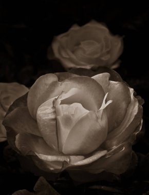 Gül çiçekleri çiçek açar kırmızı güller doğaya yakın çiçekler romantizm bahçeleri sevmek makro taze zarafet doğal botanik çiçekleri narin koku sevgililer günü yazı