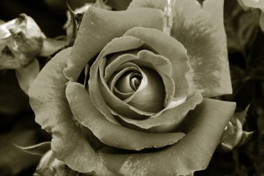 Gül çiçekleri çiçek açar kırmızı güller doğaya yakın çiçekler romantizm bahçeleri sevmek makro taze zarafet doğal botanik çiçekleri narin koku sevgililer günü yazı