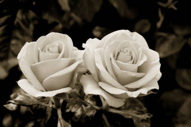 Gül çiçekleri çiçek açar kırmızı güller doğaya yakın çiçekler romantizm bahçeleri sevmek makro taze zarafet doğal botanik çiçekleri narin koku sevgililer günü yazı