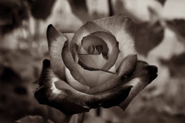 Gül çiçekleri çiçek açar kırmızı güller doğaya yakın çiçekler romantizm bahçeleri sevmek makro taze zarafet doğal botanik çiçekleri narin koku sevgililer günü yazı