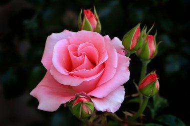 Gül çiçekleri çiçek açar kırmızı güller doğaya yakın çiçekler romantizm bahçeleri sevmek makro taze zarafet doğal botanik çiçekleri narin koku sevgililer günü yazı