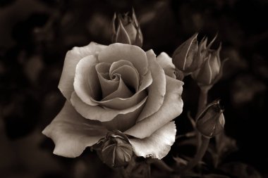 Gül çiçekleri çiçek açar kırmızı güller doğaya yakın çiçekler romantizm bahçeleri sevmek makro taze zarafet doğal botanik çiçekleri narin koku sevgililer günü yazı