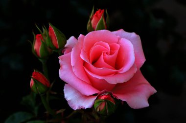 Gül çiçekleri çiçek açar kırmızı güller doğaya yakın çiçekler romantizm bahçeleri sevmek makro taze zarafet doğal botanik çiçekleri narin koku sevgililer günü yazı