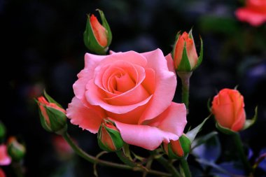 Gül çiçekleri çiçek açar kırmızı güller doğaya yakın çiçekler romantizm bahçeleri sevmek makro taze zarafet doğal botanik çiçekleri narin koku sevgililer günü yazı