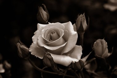 Gül çiçekleri çiçek açar kırmızı güller doğaya yakın çiçekler romantizm bahçeleri sevmek makro taze zarafet doğal botanik çiçekleri narin koku sevgililer günü yazı