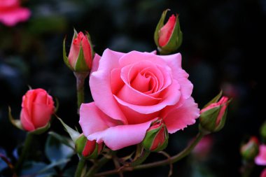 Gül çiçekleri çiçek açar kırmızı güller doğaya yakın çiçekler romantizm bahçeleri sevmek makro taze zarafet doğal botanik çiçekleri narin koku sevgililer günü yazı