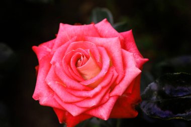 Gül çiçekleri çiçek açar kırmızı güller doğaya yakın çiçekler romantizm bahçeleri sevmek makro taze zarafet doğal botanik çiçekleri narin koku sevgililer günü yazı