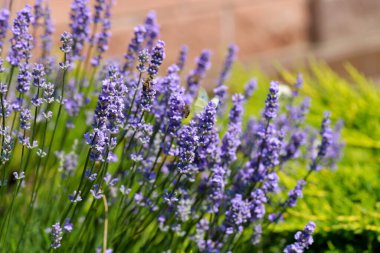 Lavanta bahçesi lavanta çiçekleri lavanta tarlası arıları kelebekler güneşli yaz çiçekleri romantik mor çiçekli kırsal otlak aroması doğanın kokusu makro güzellik