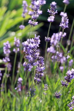 Lavanta bahçesi lavanta çiçekleri lavanta tarlası arıları kelebekler güneşli yaz çiçekleri romantik mor çiçekli kırsal otlak aroması doğanın kokusu makro güzellik