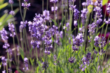 Lavanta bahçesi lavanta çiçekleri lavanta tarlası arıları kelebekler güneşli yaz çiçekleri romantik mor çiçekli kırsal otlak aroması doğanın kokusu makro güzellik