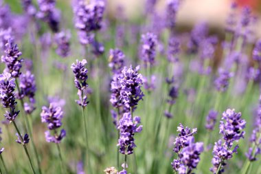 Lavanta bahçesi lavanta çiçekleri lavanta tarlası arıları kelebekler güneşli yaz çiçekleri romantik mor çiçekli kırsal otlak aroması doğanın kokusu makro güzellik