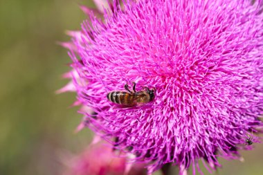 Mor devedikeni yakın çekim yaz güneşi arıları uçan şifalı bitkiler nektar nektarı parlak canlı çiçekleri iyileştiren kır bitkisi güzellik