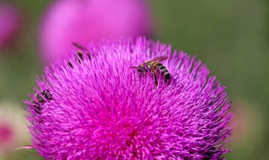 Mor devedikeni yakın çekim yaz güneşi arıları uçan şifalı bitkiler nektar nektarı parlak canlı çiçekleri iyileştiren kır bitkisi güzellik