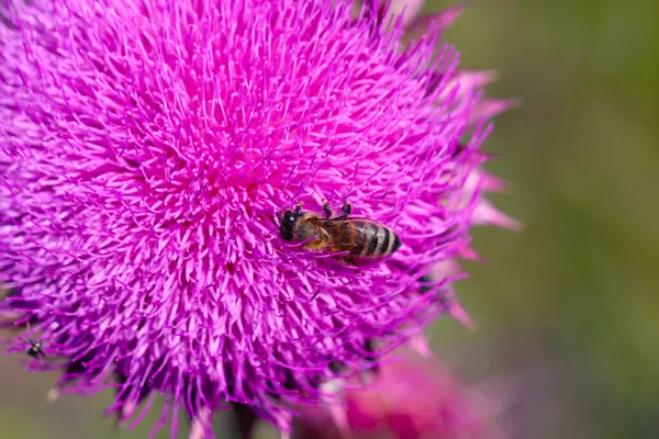 Mor devedikeni yakın çekim yaz güneşi arıları uçan şifalı bitkiler nektar nektarı parlak canlı çiçekleri iyileştiren kır bitkisi güzellik