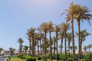 Açık mavi gökyüzü ile tatil köyü bölgesinde uzun palmiye ağaçları. Arka planda iyi korunan bahçe ve binalar görülebiliyor. Lüks ve rahatlama hissi uyandırıyor. Boşluğu kopyalamak.