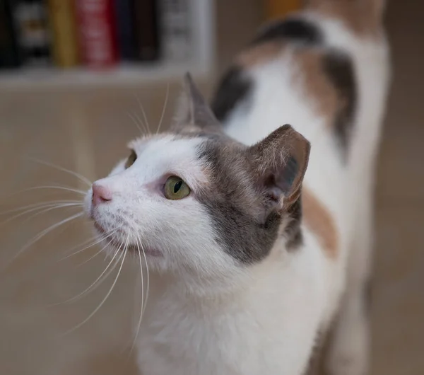 Primer Plano Lindo Doméstico Tabby Casa Gato Felis Catus Buscando — Foto de Stock