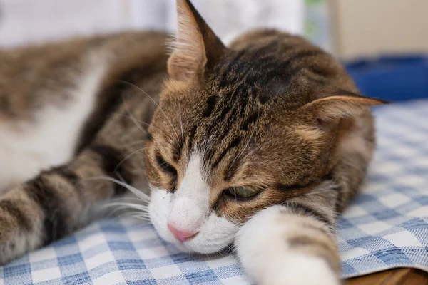Şirin Kedisi Felix Catus Evde Dinlenip Yarı Uykulu Bir Şekilde — Stok fotoğraf
