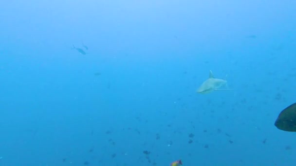 Grauer Riffhai Carcharhinus Amblyrhynchos Schwimmt Unter Wasser Tropischen Korallenriff Entlang — Stockvideo