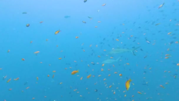 Grey Reef Shark Carcharhinus Amblyrhynchos Swimming Underwater Tropical Coral Reef — стоковое видео