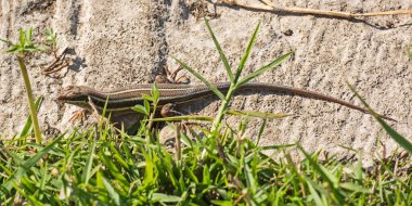 Mavi kuyruklu kertenkele kırsal alanda güneşlenen taştan bir kayanın üzerinde duruyordu.
