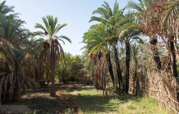 Trilha Grama Através Campo Rural Africano Egyptian Data Palmeira Fazenda — Fotografia de Stock