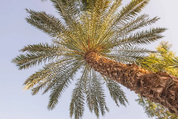 Vista Abstrata Grande Palmeira Grande Altura Phoenix Dactylifera Com Tronco — Fotografia de Stock